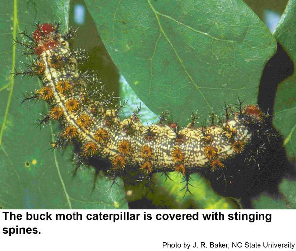 Older buck moth caterpillar